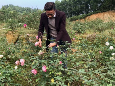 Làm giàu từ trồng và sản xuất giống hoa hồng cổ