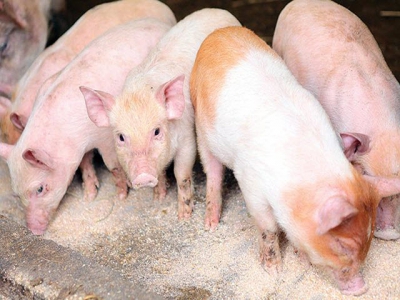 How to use medium-chain fatty acids in pig diets