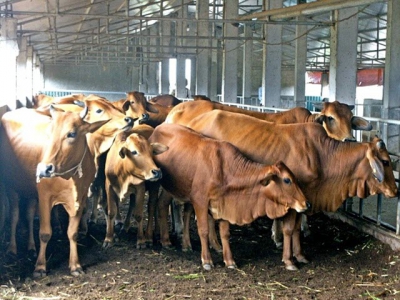 Hiệu quả mô hình nuôi bò trên nền đệm lót sinh học