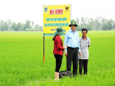 Quy trình canh tác lúa thông minh ứng phó với biến đổi khí hậu