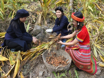 Nghệ organic đi Tây