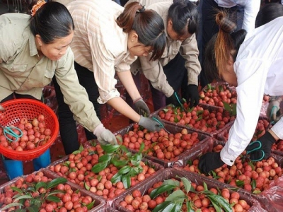 Vietnamese fruits step into choosy markets