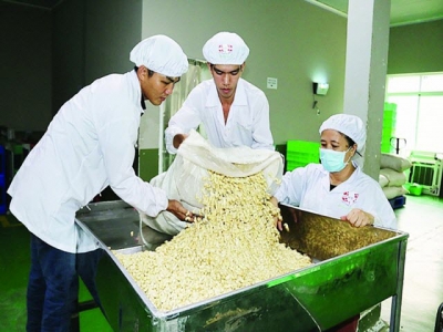 Vietnams cashew industry strives to maintain the worlds top position