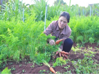 Người Churu làm rau hữu cơ