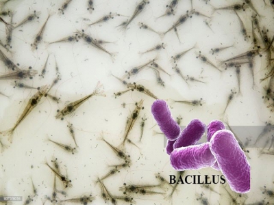 Sử dụng Bacillus để ức chế vi khuẩn Vibrio Harveyi gây bệnh trên tôm nuôi