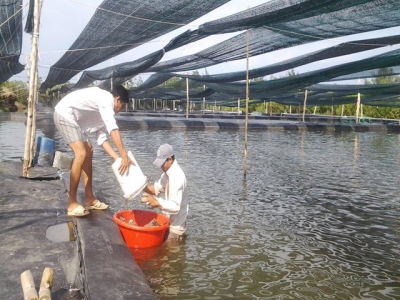 Cần Giờ has enormous potential for high-value aquatic products, swift nests