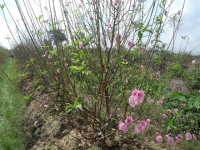 Flower growth for Tết brings farmers higher income