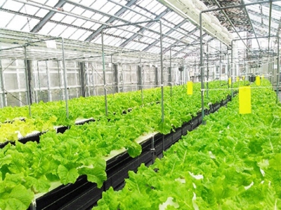 Japanese firms interested in high-tech farming in Bac Lieu
