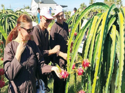 Binh Thuan opens tours to dragon fruit fields