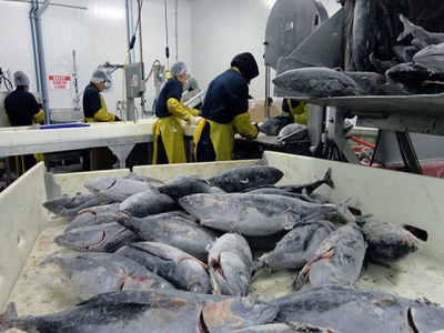 Khai thác giảm, giá cá ngừ sọc dưa tăng vọt