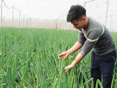 Bac Giang first ever exports bunching onion to Japan