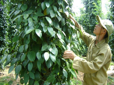 Pepper price to remain low this year