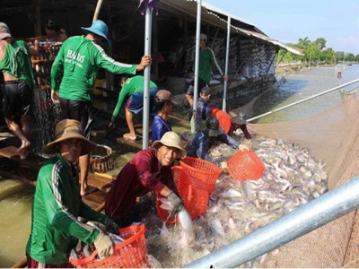 Tra fish exports likely to recover this year