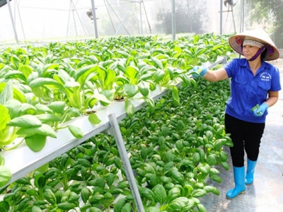 Hanoi agriculture strives to grow at least 3% this year