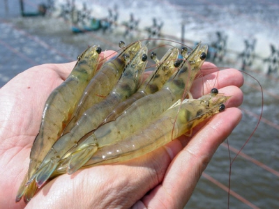 BioMar buys into Viet-Ucs shrimp-feed business