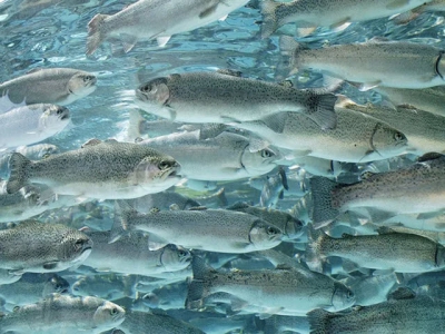 Americas largest animal welfare organisation launches aquaculture standards
