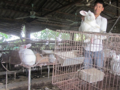 Kinh nghiệm nuôi 3.000 thỏ lãi 700 triệu đồng/năm