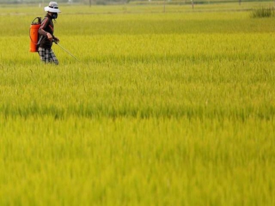 Asia rice - Indian rates scale 3-year peak; Vietnam hit by container shortage