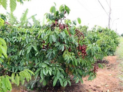 Difficulties still ahead for coffee sector: insiders