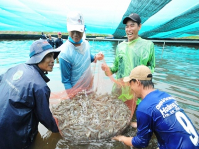 Bạc Liêu should focus on hi-tech shrimp farming: deputy minister