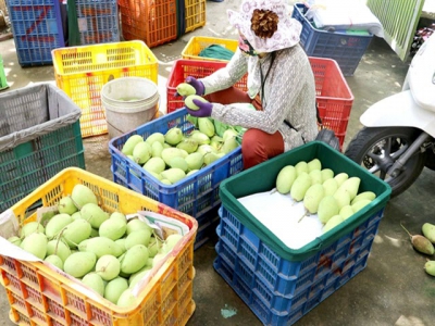Đồng Tháp produces high-quality mangoes to meet export requirements