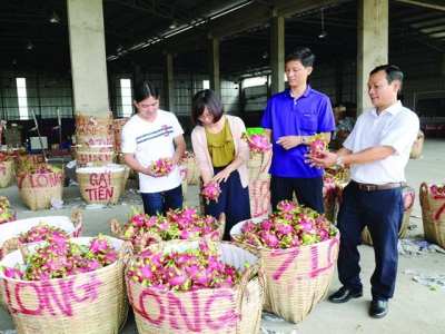 Mekong Delta farmers urged to link up with global value chains