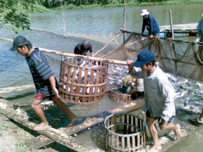 Đạm thủy phân cá tra - Nguồn nguyên liệu bền vững