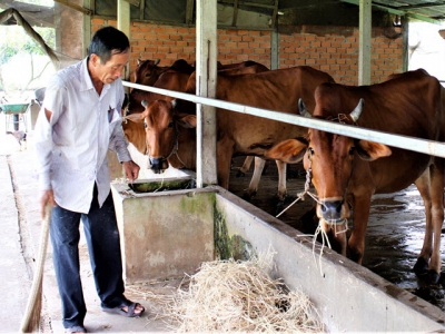 Prevention, control of foot-and-mouth disease in cattle herds