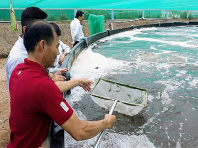 Bạc Liêu eyes all-round development of shrimp industry