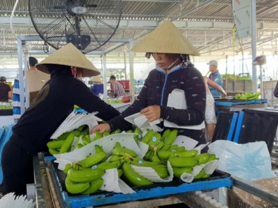 Cavendish bananas economic value on the barren land