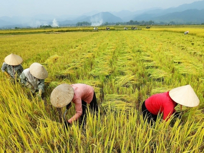 The US market - So much room for Vietnamese agriculture