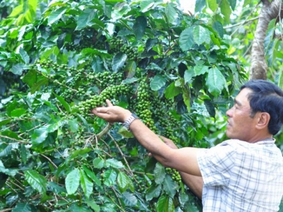 Trồng cà phê hướng hữu cơ, lãi hơn 140 triệu đồng/ha/năm
