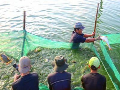 Quản lý chất lượng nước trong ao nuôi cá nước ngọt