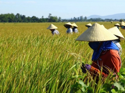Stagnation removed due to a linkage in rice seed production