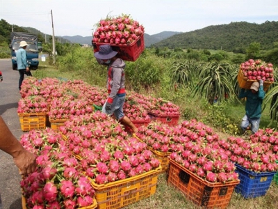 Việt Nam to diversify dragon fruit markets