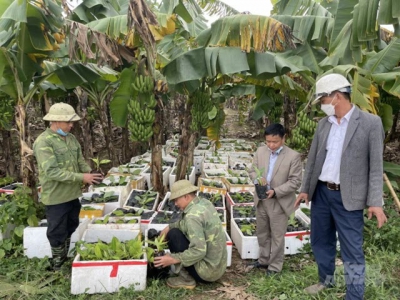 Hanoi creates codes for banana growing areas