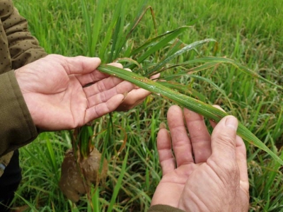 The truth about pest-resistant rice varieties