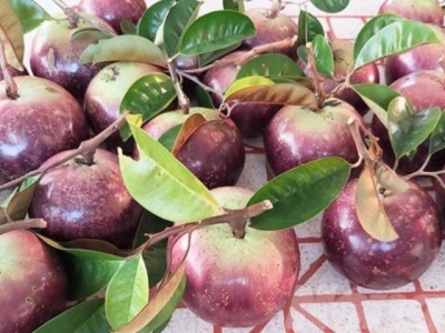 Ke Sachs purple star apple ready for export