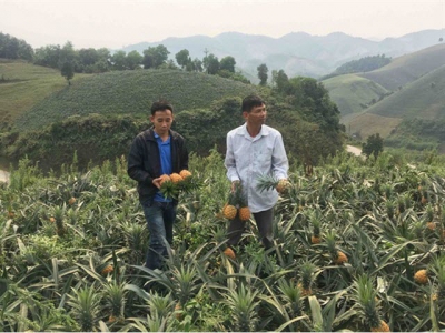 Lao Cai has headache with over 40,000 tons of pineapple per year