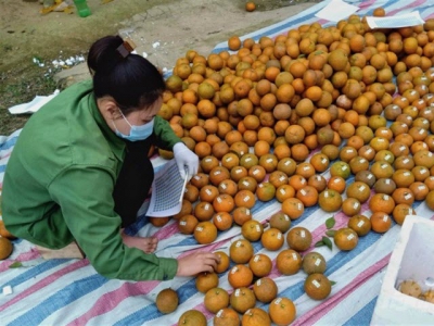 Organic orange price reaching a record high in the last ten years