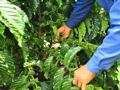 VnSAT promotes coffee industry development in the Central Highlands provinces