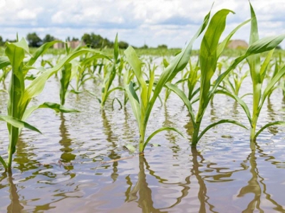 Climate change is intensifying the effects of fertilizer runoff