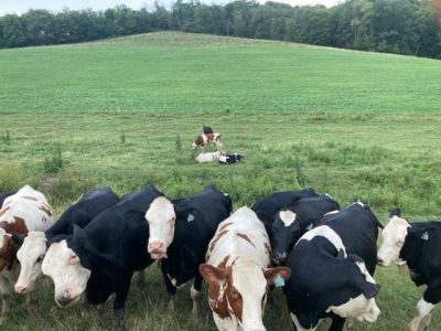 Cows of a different color: Hybrids let dairy farmers produce milk with fewer resources