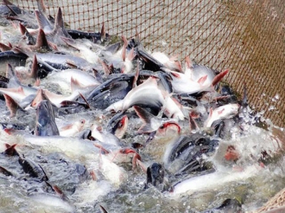 Pepsin cải thiện tốc độ tăng trưởng và chất lượng nước ao nuôi cá tra