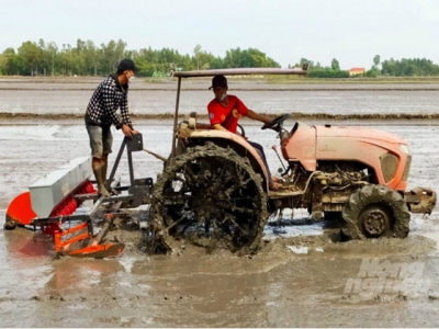 Rice production by sowing tray, planting machine helps reducing half rice seeds