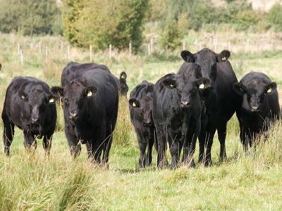 What does the future hold for UK beef farming?