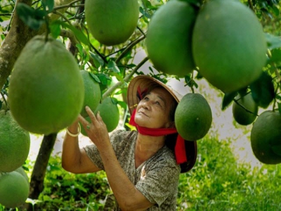 Preparing for the opening of New Zealands market for Vietnamese fresh fruits