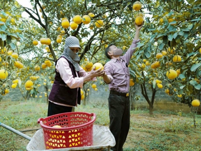 Việt Nams agricultural produce to China fully traceable