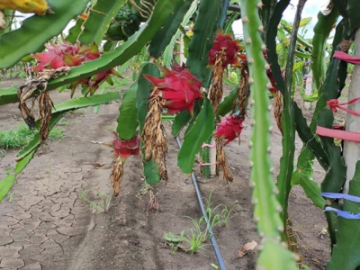 Bình Thuận strives to optimise protected GI of dragon fruit in Japan