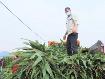 High-yielding SSC586 silage corn variety has great potential